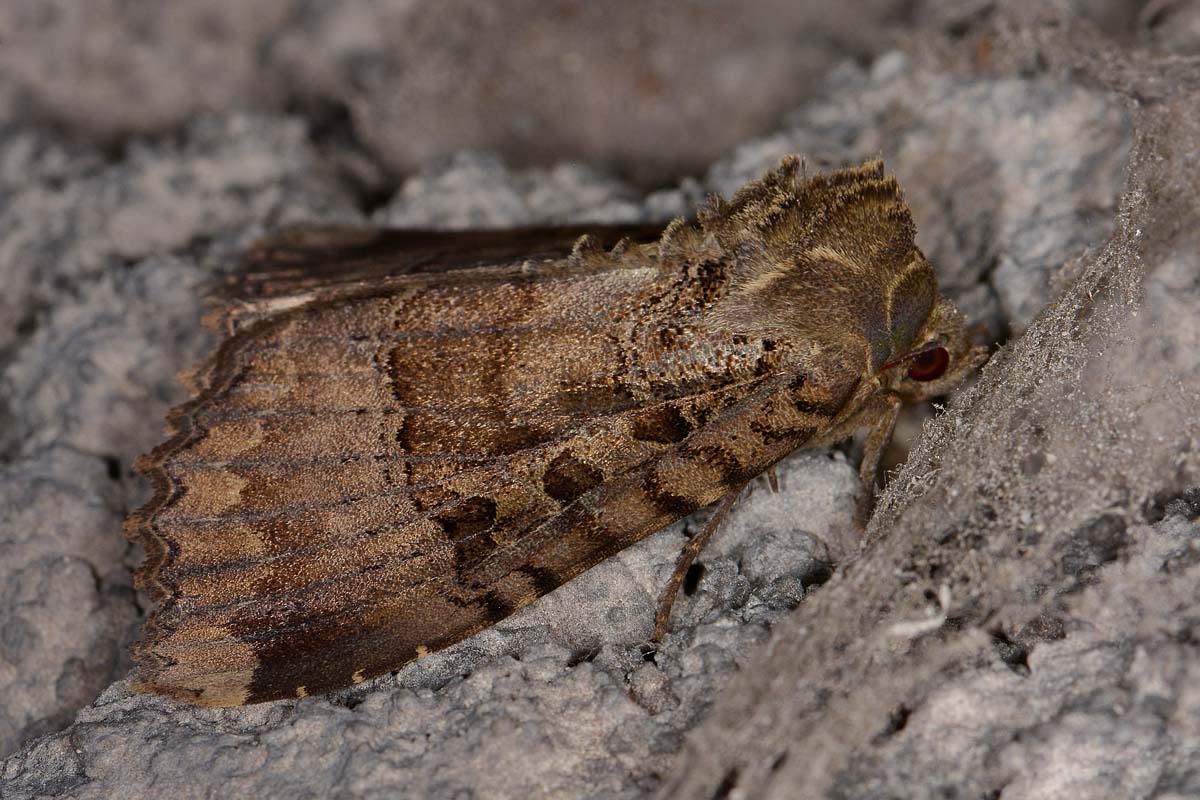 Noctuidae di galleria - Mormo maura